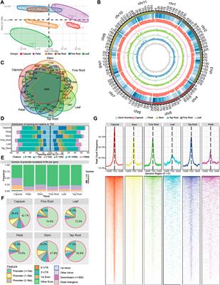 The tissue-specific chromatin accessibility landscape of Papaver somniferum